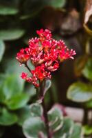 enfoque selectivo, estrecha profundidad de campo flores rojas entre hojas verdes foto