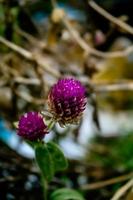 enfoque selectivo, profundidad de campo estrecha capullos de flores púrpura entre hojas verdes foto