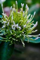 Selective focus, narrow depth of field white flower buds among green leaves photo