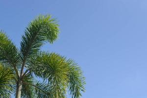 palmeras en la esquina contra el cielo azul. aislado sobre fondo brillante. enfoque selectivo. foto