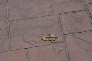 A dry leaf fall on red old brick. photo