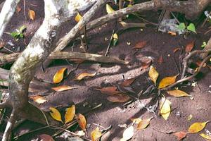 muchas hojas caen sobre arena marrón, trat, tailandia. foto