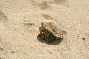 This is a land hermit crab on the beach at Chantaburi, Thailand. Close-up hermit crab. photo