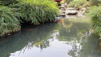 peces koi en el estanque del jardín foto