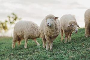 Group of white sheep eating or walking or running at the lawn. In the evening in the mountain meadow. The sun shines on every grass, evening atmosphere. Animal nature mamals concept. photo