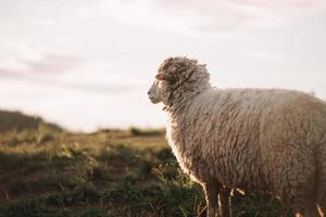 ovejas blancas comiendo o caminando o corriendo en el césped. por la tarde en el prado de la montaña. el sol brilla en cada hierba, atmósfera nocturna. concepto de mamíferos de naturaleza animal. foto