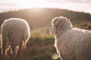 Back side group of white sheep eating or walking or running at the lawn. In the evening in the mountain meadow. The sun shines on every grass, evening atmosphere. Animal nature mamals concept. photo