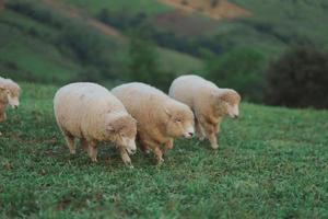 Group of white sheep eating or walking or running at the lawn. In the evening in the mountain meadow. The sun shines on every grass, evening atmosphere. Animal nature mamals concept. photo