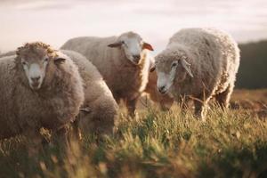 Group of white sheep eating or walking or running at the lawn. In the evening in the mountain meadow. The sun shines on every grass, evening atmosphere. Animal nature mamals concept. photo