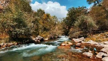 débit de la rivière dans la réserve naturelle de montagne video