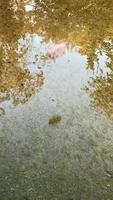 reflection of trees in a transparent mountain lake video