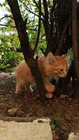 pequeño gatito lindo jugando con un árbol video