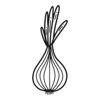 Onion in doodle style. Hand drawn onion illustration. Vector onion. Vector illustration