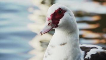Weiße Ente mit rotem Gesicht vor dem Hintergrund des Sees aus nächster Nähe. Zeitlupe. video
