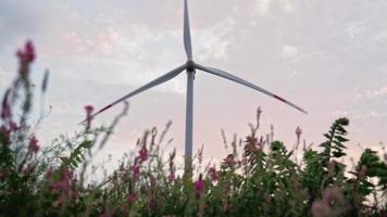 i en skön fält med rosa blommor arbete väderkvarnar. alternativ och förnybar energi. modern teknologi. grön elektricitet begrepp. video