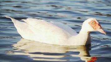 en el lago flota un hermoso ganso blanco. de cerca. camara lenta.