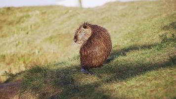 nutria tvättades och sola i de Sol på de strand. runt om de grönt och gräs video