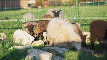 Escape the sheep from the pasture under the fence. Agriculture and livestock breeding video