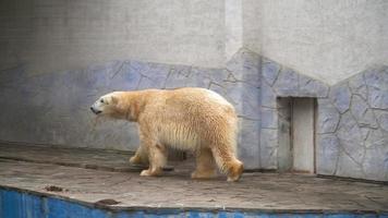 de wit polair beer grappig leugens Aan buik in de dierentuin. een mooi dier. hoog kwaliteit 4k beeldmateriaal