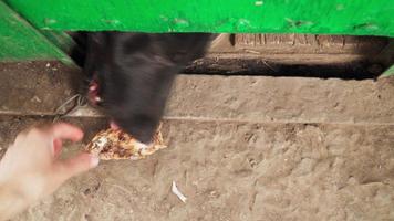 Fed locked the dog through the hole. Animal protection concept. Hard treatment of Pets. Close up video