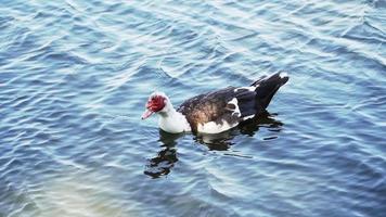 pato nada en el lago. cámara lenta el plan general video