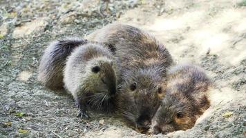 A whole family of nutria basking in the sun. Close-up video