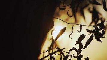 Sunset through the branches of the weeping willow which develop in the wind. Beautiful nature. Slow motion video