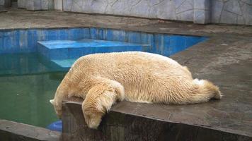 l'ours polaire blanc drôle se trouve sur le ventre dans le zoo. un bel animal. images 4k de haute qualité