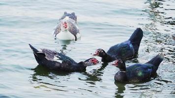 Several wild ducks swim in the lake. Close-up. Slow motion video