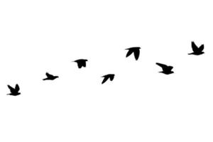 Flock of birds flying isolated on white background photo