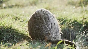 nutria detailopname Bij de meer. snor wiebelt en snuift. wazig achtergrond van de rivier- video