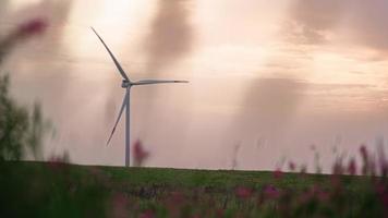 em um belo campo com flores cor de rosa trabalham moinhos de vento. energias alternativas e renováveis. tecnologia moderna. conceito de eletricidade verde. video