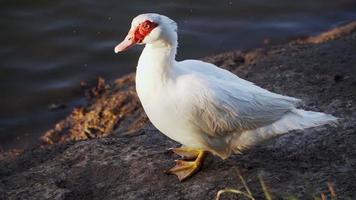 Beautiful white goose on the river Bank shakes off water. Slow motion video