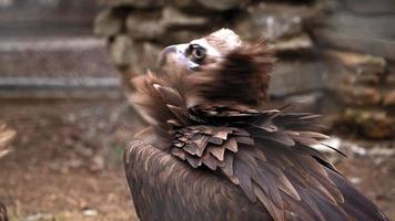 A brown vulture bird with a long beak behind bars at the Zoo. High quality 4k footage video