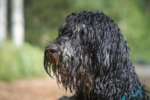 Portrait of a Goldendoodle dog. The dog is lying on the beach with wet curly photo