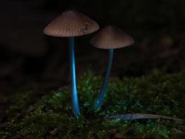 two filigree small mushrooms on moss with light spot in forest. Forest floor photo