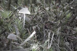 a filigree small mushroom on moss with light spot in forest. Forest floor. Macro photo