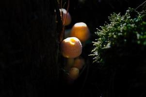 Orange mushrooms between a tree root understands. Immersed in habitat of the forest photo