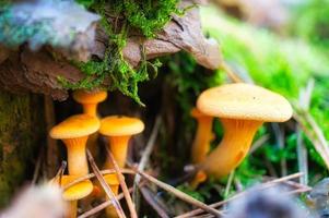 Yellow filigree mushrooms in moss on forest floor. Macro view from the habitat photo