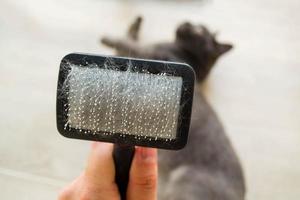 Cat and comb for a cat. photo