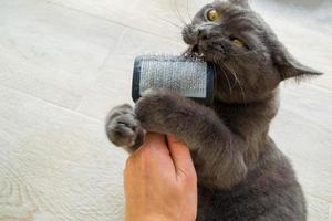 The cat gnaws a comb for the cat. photo