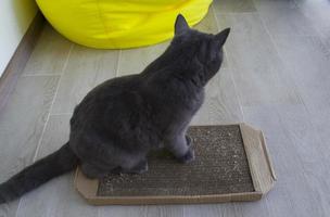 Cat and scratching post made of cardboard. photo