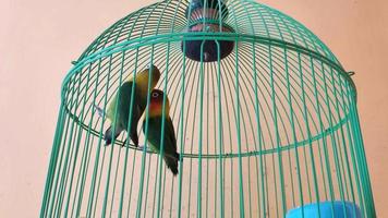 two lovebirds playing in a cage video