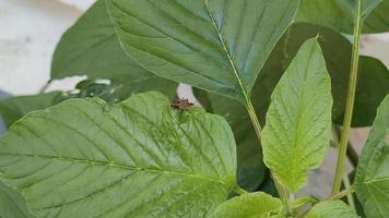 coccinella su un' foglia sembra piace è Filatura nel un' semicerchio video