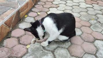 felis silvestra catus o house cat está ocupada lamiendo su cuerpo. el hábito de este gato es un intento de estimular la circulación sanguínea en su cuerpo video