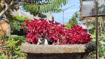 felis silvestra catus of de huis kat is bezig spelen in een groot pot gevulde met rood bloemen video