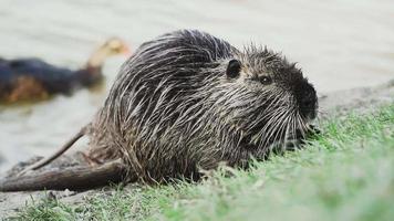 Nutria eats on the lawn in front of a river. Close-up video