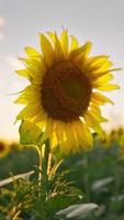 flores de un primer plano de girasol en el sol del día en un campo a la luz del atardecer. concepto de agricultura y productos a partir de semillas. vídeos verticales video