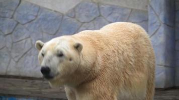 el gracioso oso polar blanco yace sobre el vientre en el zoológico. un hermoso animal material de archivo 4k de alta calidad video