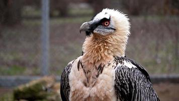 um lindo pássaro de olhos vermelhos vira a cabeça 360 graus no zoológico. filmagem 4k de alta qualidade video